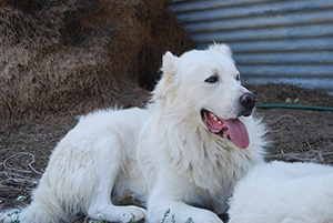 mastino abruzzese adulto